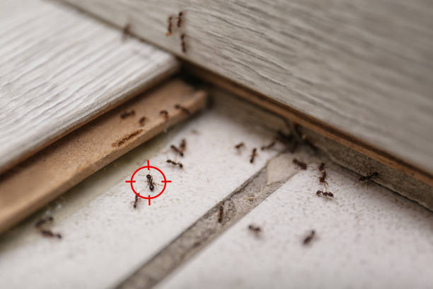 Best Flea Control Services  in Lake Village, AR