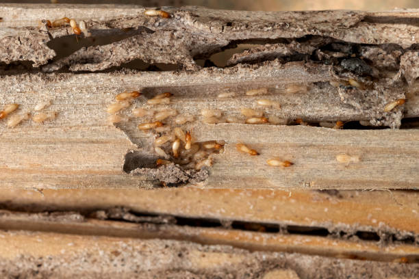 Best Mosquito Control Services  in Lake Village, AR