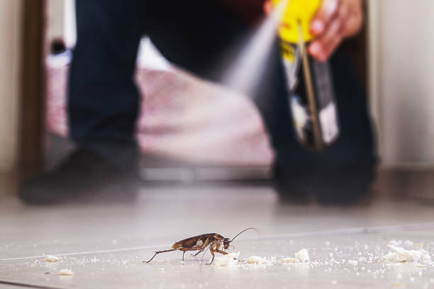 Best Termite Control Services  in Lake Village, AR