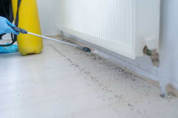 Best Affordable Pest Control Services  in Lake Village, AR